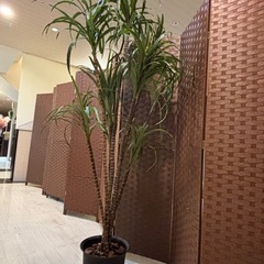 茶色パーテーションの画像