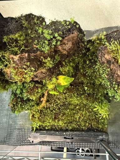 爬虫類　両生類　グラステラリウム　ナノ 苔リウム　レイアウト　水槽