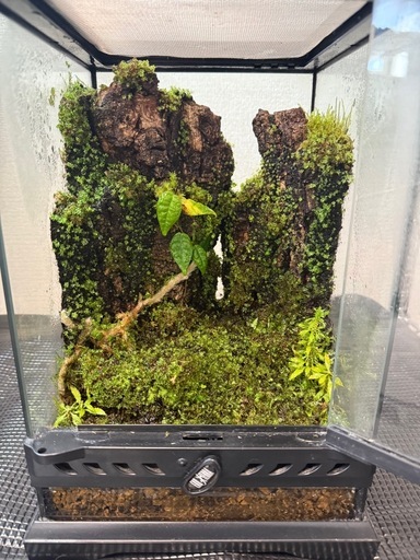 サリー | 🌿苔と観葉植物の癒し空間🌿 グラステラリウムナノに制作した 爬虫類　両生類　グラステラリウム　ナノ 苔リウム　レイアウト　水槽