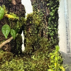 爬虫類　両生類　グラステラリウム　ナノ 苔リウム　レイアウト　水槽の画像