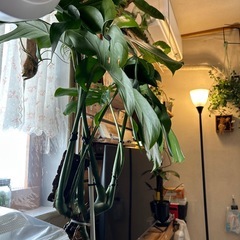 🉐幹立上り 110cm 大型モンステラデリシオーサ 観葉植物の画像