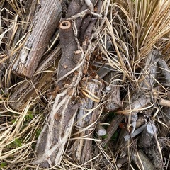 受け渡し
決定:薪にどうぞの画像