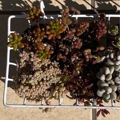 2026.3.8①   多肉植物　8ポットセット500円の画像