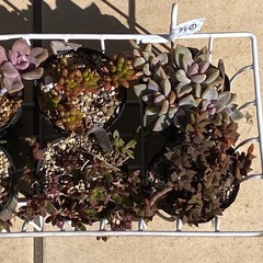 2026.3.8③   多肉植物　8ポットセット500円の画像