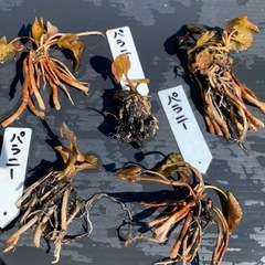 🌸睡蓮（パラニー ）1ポットの画像