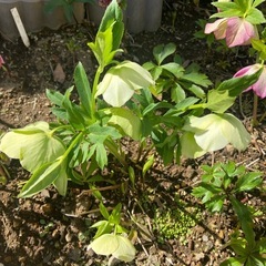 クリスマスローズ白シングルの画像