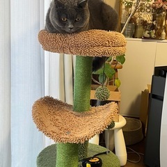 サボテン型キャットタワーの画像