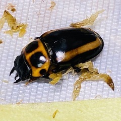 （お取引中）
①⑤メリーメンガタクワガタ　新成虫ペアの画像