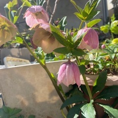 クリスマスローズピンクシングルの画像