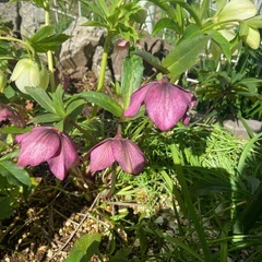 クリスマスローズ赤シングルの画像