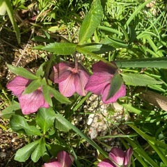 クリスマスローズ赤シングルの画像