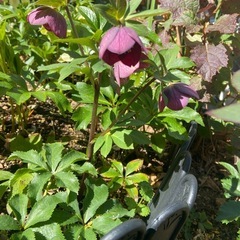 クリスマスローズ紫シングルの画像