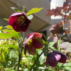 クリスマスローズ紫シングルの画像