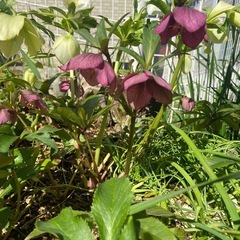 クリスマスローズ赤シングルの画像