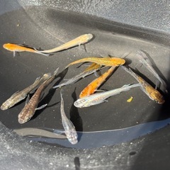 お買い得メダカ 説明必読の画像