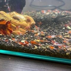 ルリーシュリンプ1匹からの画像