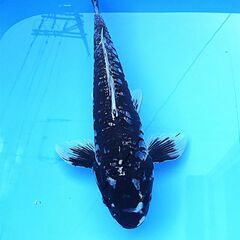県大会・３５部・変り部門・優勝２席・入賞の変り鯉！ブラックダイヤ！激安販売！？の画像