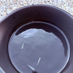 【メダカ】ゾンクレヘイキ 2ペアの画像