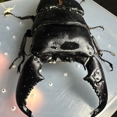 ★極太短歯★スマトラオオヒラタクワガタ♂単98.7mm@スマトラヒラタ、NO.S2632、羽軽くパカの画像