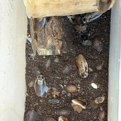 ブラベルス   アトロポス30匹の画像