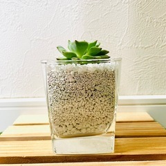 エケベリア　ダンシングバード　多肉植物　ハイドロカルチャー　ゼオライトの画像