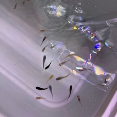 ⑤選外MIXめだか 30匹以上の画像