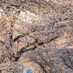 ３月長浜•４月彦根街コン🌸⚠️残り僅かの画像