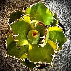 アガベ  斑入りチタノタ　子株１つ1000円の画像