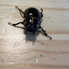 カメルーン産メンガタメリークワガタの画像