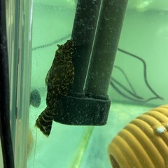 熱帯魚　クラウンローチ、セルフィンプレコ の画像