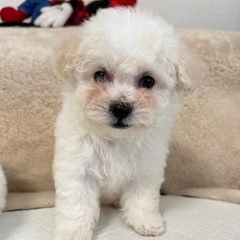 ビションフリーゼ子犬