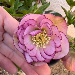 クリスマスローズ　ダブルの画像