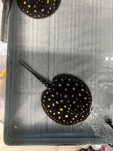 ダイヤモンドポルカ
