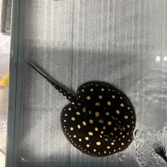 ダイヤモンドポルカ
の画像