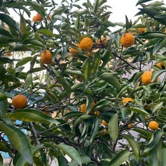 柚子20個(約800g)の画像