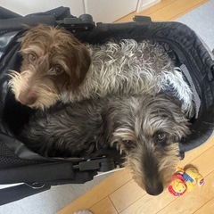 <訳アリ>軽量ペットカート 分離式 自立可能 中型犬 小型犬 折りたたみ アルミニウム 多頭 犬カート 分離両用 4輪 ストッパー付き 組立簡単 工具不要 介護用 ドッグカート ペットバギー 犬 猫 小動物 ペット用品 の画像