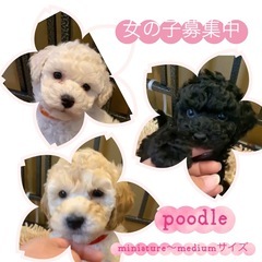 プードル(ミニチュア〜ミディアムサイズ)販売