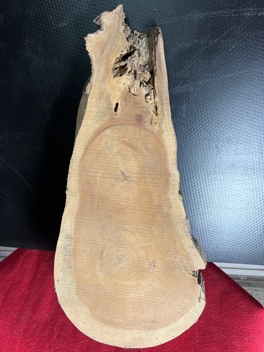 切り株？