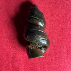 渦巻きの木
の画像