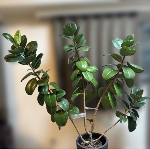 観葉植物　