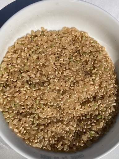 【4/26まで】令和7年産コシヒカリ?玄米30kg【減農薬・農家直売】諏訪受渡し