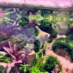 アクアリウム　観賞魚　エンジェルフィッシュ　4匹の画像