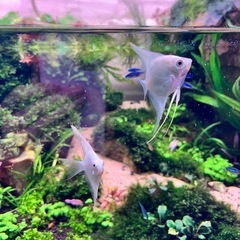 アクアリウム　観賞魚　エンジェルフィッシュ　4匹の画像