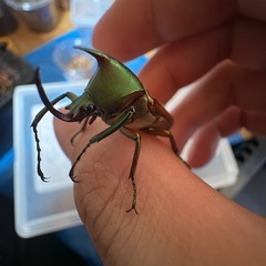 生き物の採集や話ができるお友達募集してます！