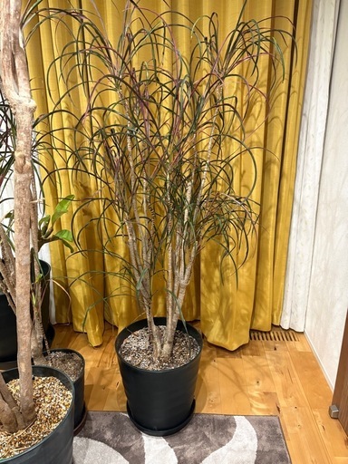 コンシンネ　鉢下から150cm