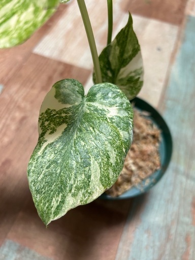 モンステラ　レガシー　観葉植物