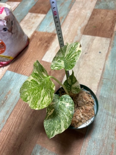 モンステラ　レガシー　観葉植物