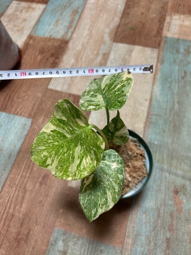 モンステラ　レガシー　観葉植物