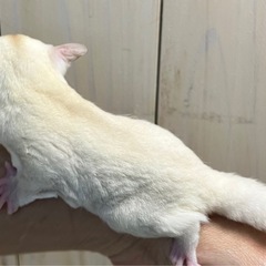 フクロモモンガ クリミノホワイトフェイスpossプラチナorリューシ 男の子🩵 - 地元のお店