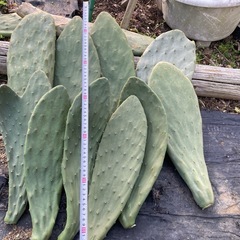 ウチワサボテン カット苗 無農薬 の画像